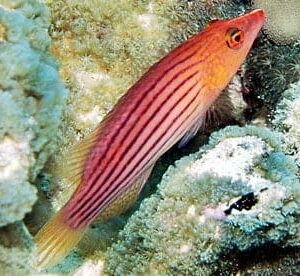 Eight Line Wrasse