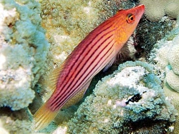 eightstripewrasse2.jpg Eight Line Wrasse - Image 1