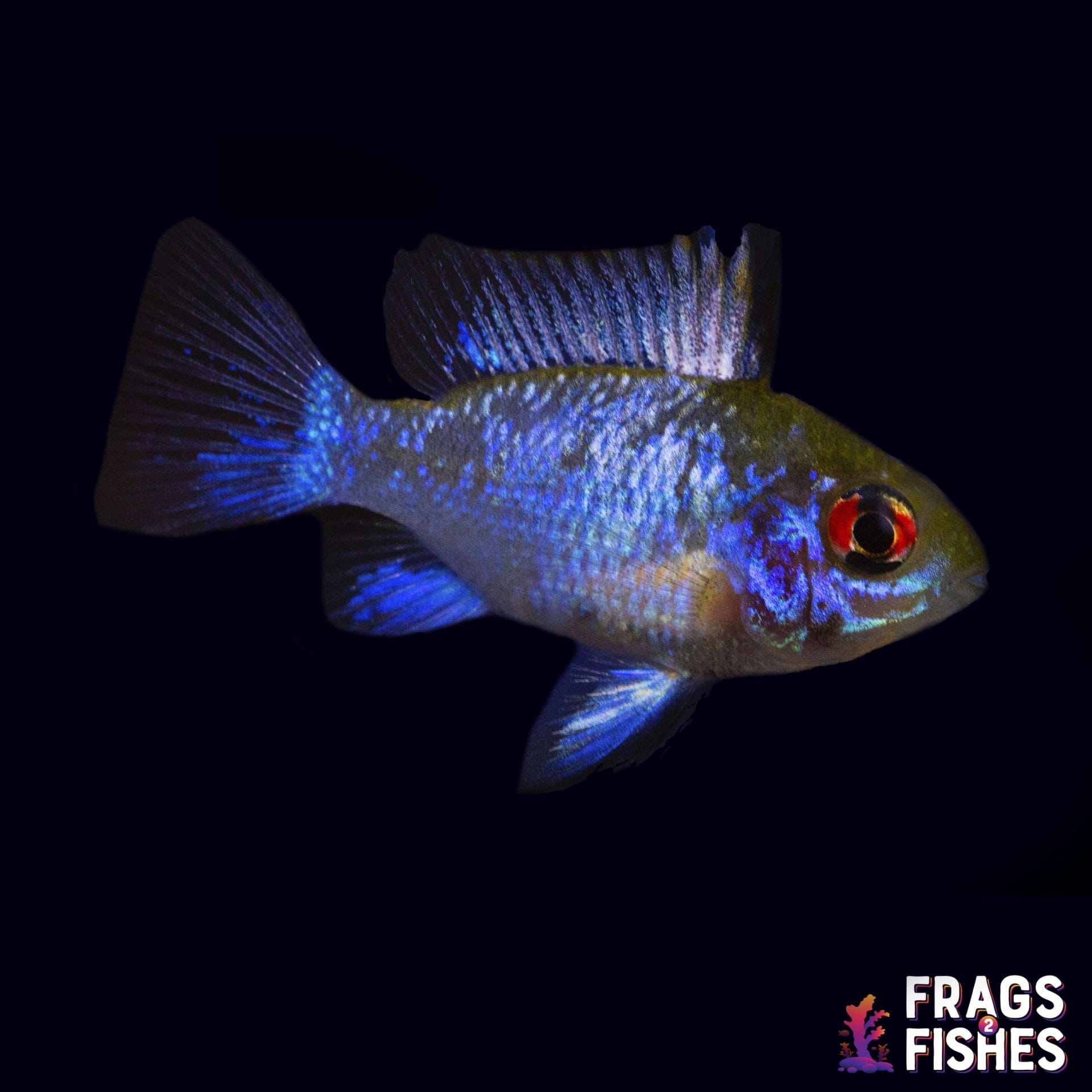 Electric Blue Ram Cichlid Frags 2 Fishes Live Fish & Corals