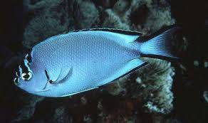 fanwa800aa.jpg Watanabei Angelfish - Female - Image 1