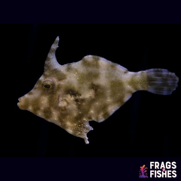 Aiptasia Eating Filefish - Captive Bred - Image 1