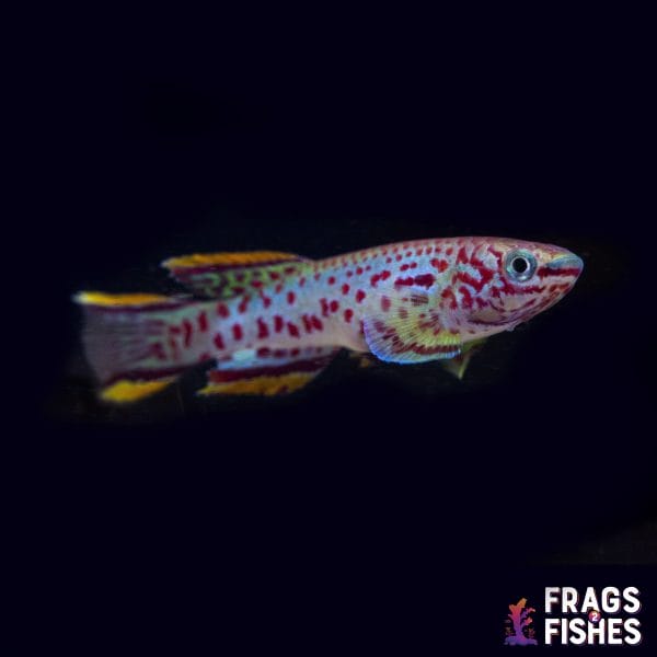 Gardneri Killifish - Image 1