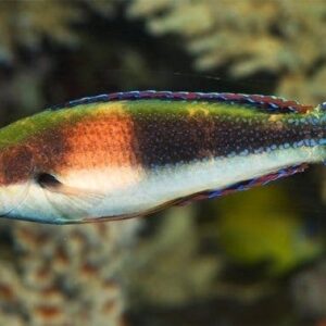 Balteatus Fairy Wrasse: Male