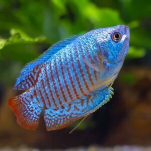 Dwarf Neon Blue Gouramis