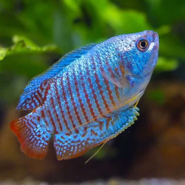 gourami-neon-dwarf-male-1-1-1-1-1-1-1-1-1.jpg Dwarf Neon Blue Gouramis - Image 1