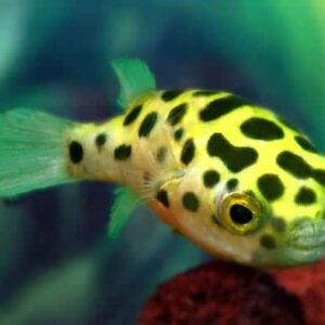 Green Spotted Puffer