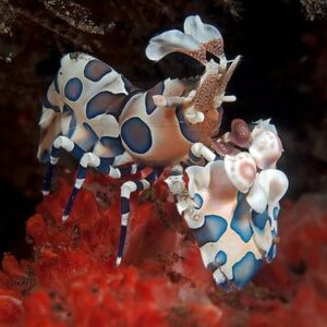 Harlequin Shrimp - Pair