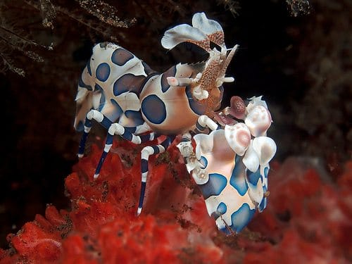 harlequin-shrimp-1-1.jpg Harlequin Shrimp - Pair - Image 1