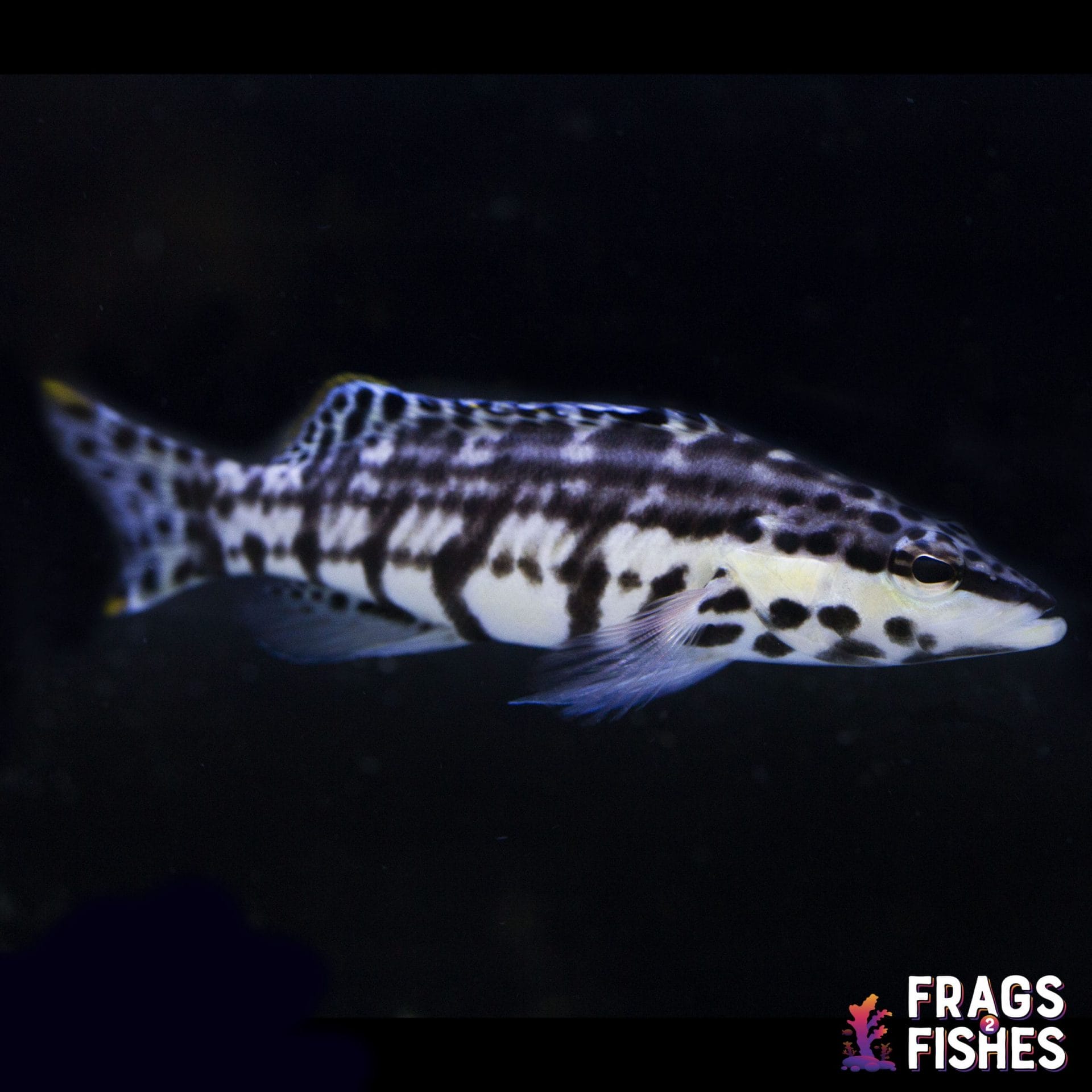 harlequinbasslet.jpg Harlequin Basslet - Image 1