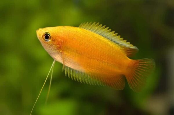 Dwarf Honey Yellow Gouramis - Image 1