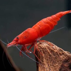 Cherry Red Fire Shrimp