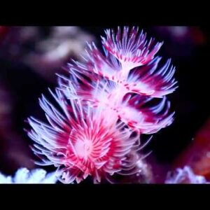 Dwarf Colored Feather Duster