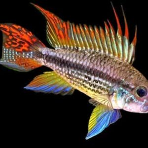 Dwarf Cockatoo Cichlid