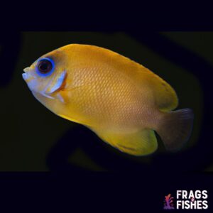 Lemonpeel Half-Black Angelfish Hybrid