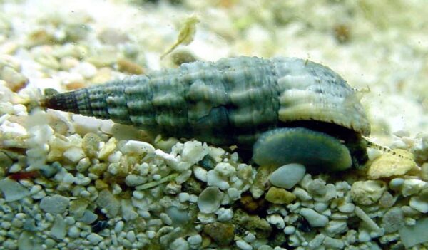 Florida Cerith Snail - Image 1
