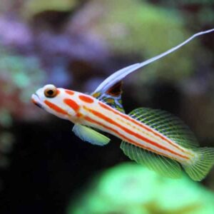 Yasha Hashe Goby