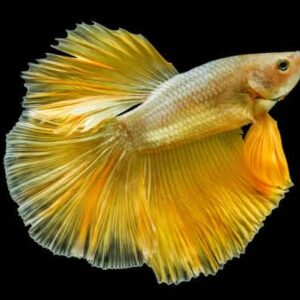 Betta: Male Yellow Dragon Halfmoon