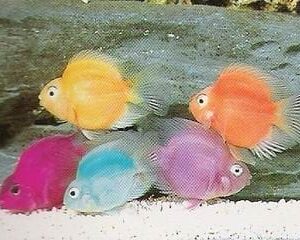 Jelly Bean Parrot Cichlid