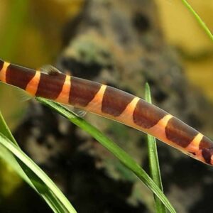 Kuhli Giant Loach