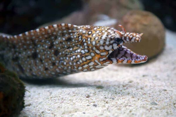 Dragon Eel: Female - Japan - Image 1