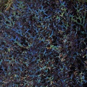Blue Hypnea Algae, Aquacultured ORA®