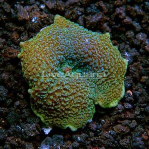 Elephant Ear Mushroom Coral, Aquacultured ORA®