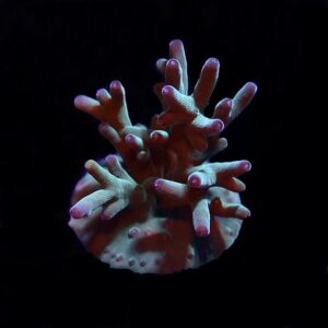 Hawkin's Blue echinata - Aquacultured, ORA®