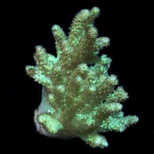 Sinularia Finger Leather Coral, Aquacultured ORA®