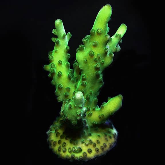 lg-91912-ora-greenvelvetacropora.jpg Green Velvet Acropora Coral, Aquacultured ORA® - Image 1