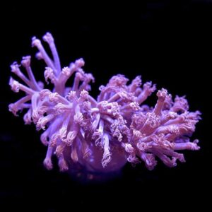 Vargas Cespitularia Coral, Aquacultured ORA®