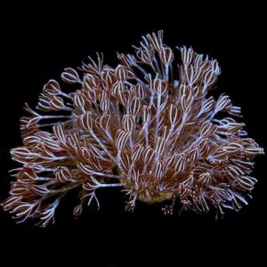 Silver Xenia Coral, Aquacultured ORA®