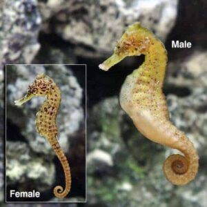 Kuda Seahorse, Captive-Bred ORA®