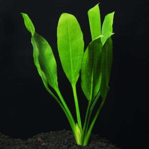 Amazon Sword Bunch (Small 4-6 inches)