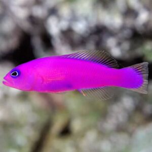 Purple Pseudochromis