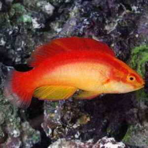 Hawaiian Flame Wrasse - Male