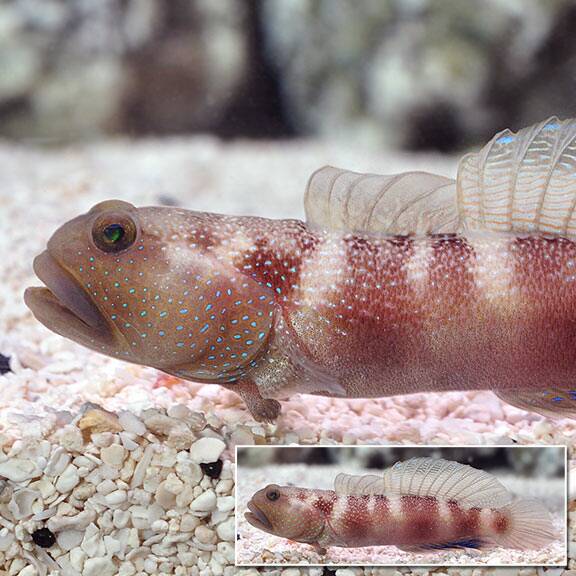 lg91875orabluefinwatchmangoby.jpg Blue Fin Watchman Goby, Captive-Bred ORA® - Image 1