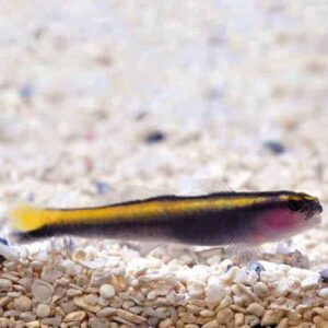 Yellowline Goby, Captive-Bred ORA®