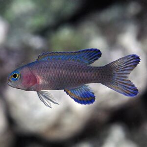 Randall's Assessor Basslet, Captive-Bred ORA®