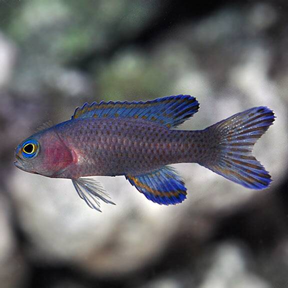その他 FISH
Call Randall's Assessor Basslet, Captive-Bred ORA® | Frags 2 Fishes
