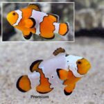 Snowflake Clownfish, Captive-Bred ORA®