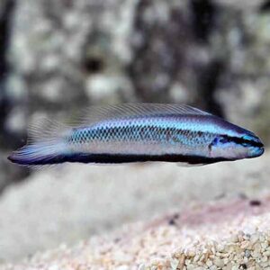 Electric Indigo Dottyback, Captive-Bred ORA®