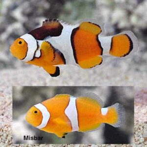Percula Clownfish, Captive-Bred ORA®