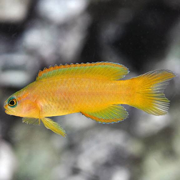 lg91971orayellowassessorbasslet.jpg Yellow Assessor Basslet, Captive-Bred ORA® - Image 1