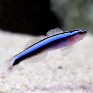 Neon Goby, Captive-Bred ORA®