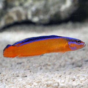 Neon Dottyback, Captive-Bred ORA®