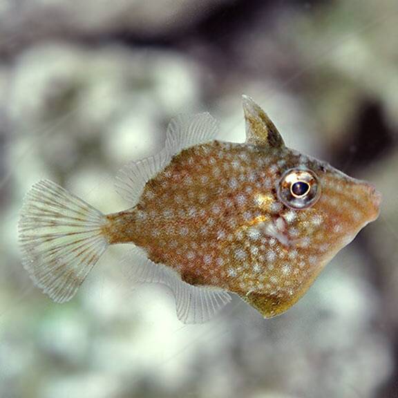 lg92609whitespottedpygmyfilefish.jpg Whitespotted Pygmy Filefish, Captive-Bred ORA® - Image 1
