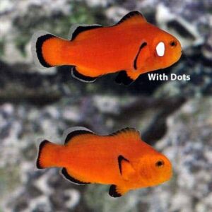 Naked Ocellaris Clownfish, Captive-Bred ORA®