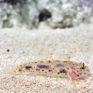 Cave Transparent Goby, Captive-Bred ORA ®