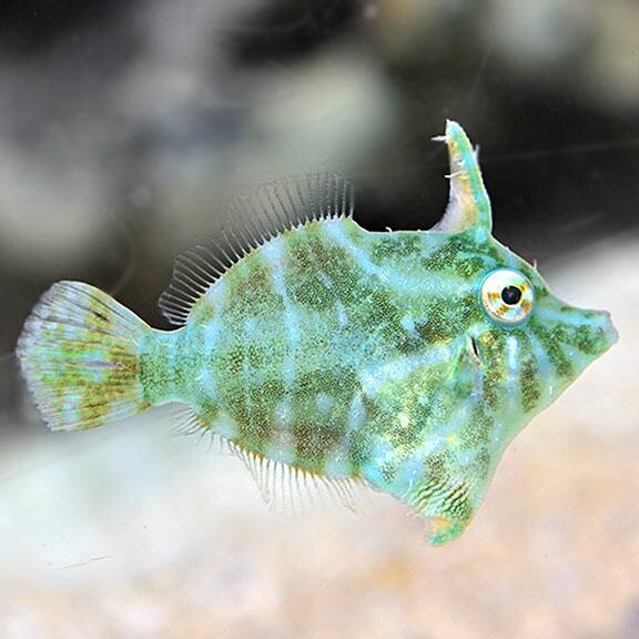 lg97294radialfilefish.jpg Radial Filefish, Captive-Bred ORA® - Image 1