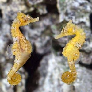 Lined Seahorse, Captive-Bred ORA®